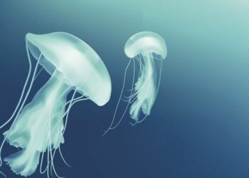 Comment savoir si une méduse piqué ?