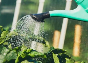 Comment savoir si une plante a trop ou pas assez d'eau ?