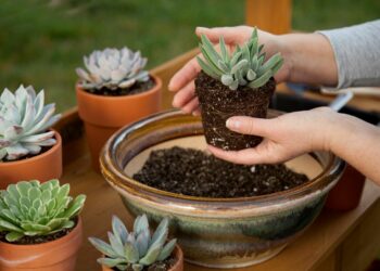 Comment savoir si une plante est grasse ?