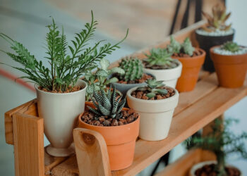 Comment savoir si une plante grasse a besoin d'eau ?