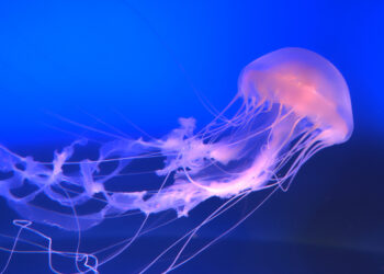 Comment savoir s'il y a des méduses ?