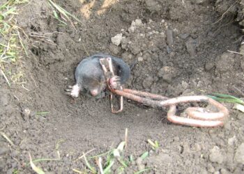 Comment se debarasser des rats taupe ?