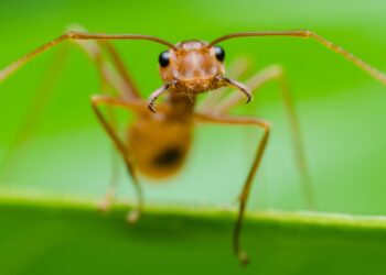 Comment se débarrasser de la teigne à la maison ?