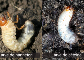 Comment se débarrasser des larves de Dermeste ?