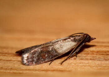 Comment se débarrasser des mites alimentaires définitivement ?