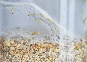 Comment se débarrasser des mites alimentaires recette Grand-mère ?