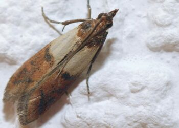 Comment se débarrasser des mites définitivement ?