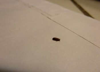 Comment se débarrasser des petites bêtes noires ?