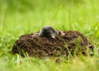 Comment se débarrasser des taupes dans une pelouse ?