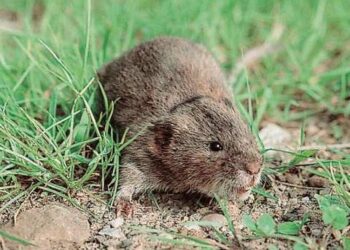 Comment se débarrasser d'un rat taupier ?