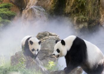 Comment se déplacer dans le zoo de Beauval ?