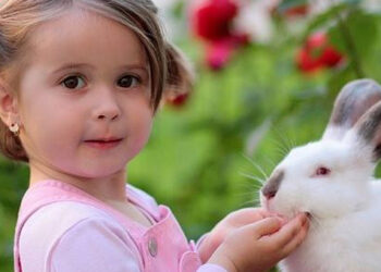 Comment se faire aimer par un lapin ?