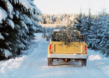 Comment se faire livrer un sapin ?