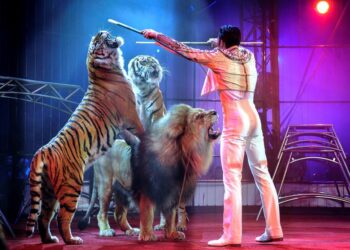 Comment se fait le dressage des animaux de cirque ?