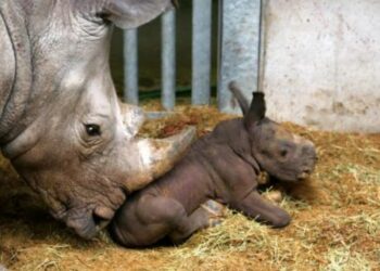 Comment se nomme le bébé rhinocéros ?