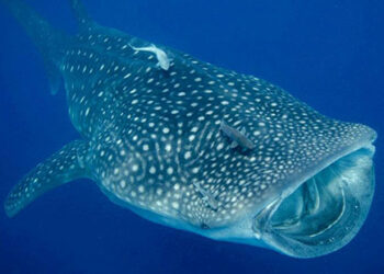 Comment se nourrit le requin baleine ?
