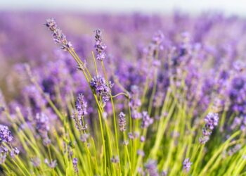 Comment se procurer de la lavande ?