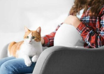 Comment se transmet les vers du chat à l'homme ?