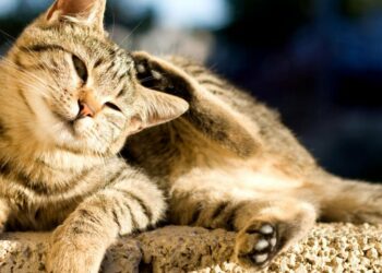 Comment se transmettent les vers du chat à l'homme ?