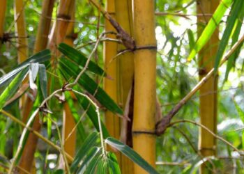 Comment se travaille le bambou ?