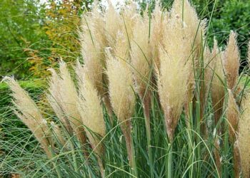 Comment sécher des herbes de pampa ?