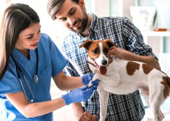 Comment s'occuper d'un Senecio ?