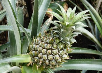 Comment s'occuper d'un ananas comosus ?