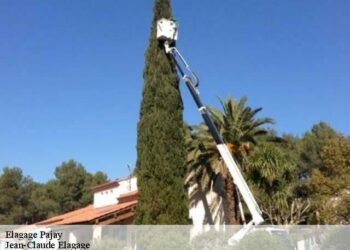 Comment s'occuper d'un arbre à thé ?