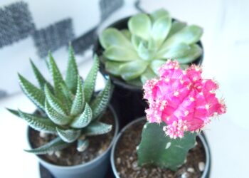 Comment s'occuper d'un cactus greffe ?