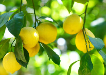Comment s'occuper d'un citronnier 4 saisons ?