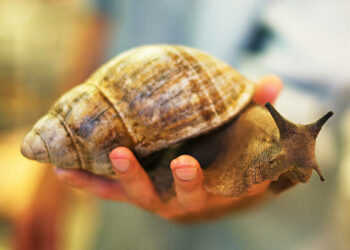 Comment s'occuper d'un escargot géant d'Afrique ?