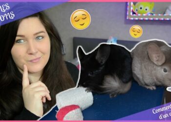 Comment s'occuper d'une Maranta ?