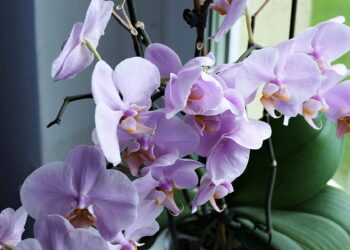 Comment s'occuper d'une orchidée qui a perdu ses fleurs ?