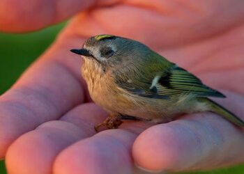 Comment soigner Lœil d'un oiseau ?