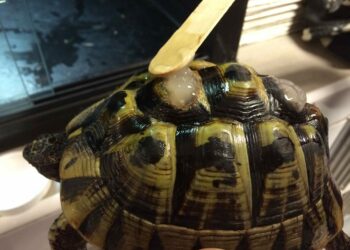 Comment soigner la carapace d'une tortue de terre ?