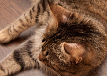 Comment soigner la teigne du chat chez l'homme ?