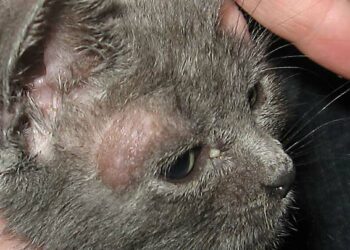 Comment soigner teigne chaton ?