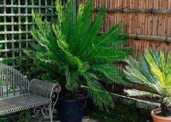 Comment soigner un palmier qui jaunit ?