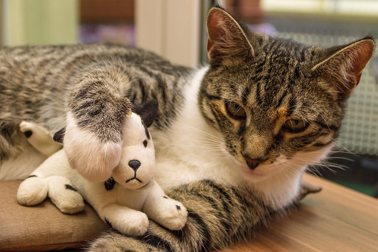 Comment stimuler un chat qui s