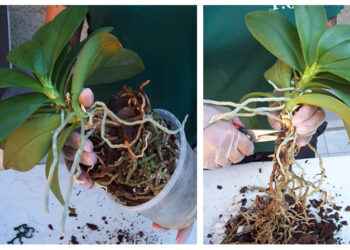 Comment stresser une orchidée ?