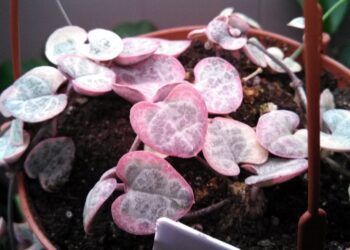 Comment tailler ceropegia Woodii ?