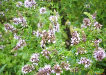 Comment tailler la menthe en fleur ?