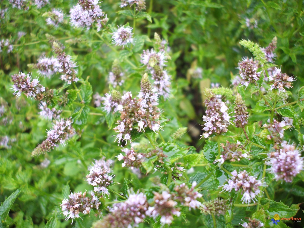 Comment tailler la menthe en fleur