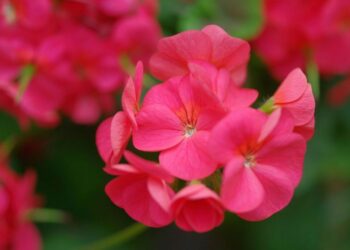 Comment tailler le géranium rosat ?