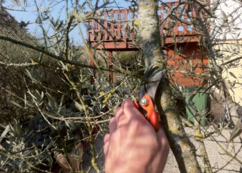 Comment tailler un arbre jeune ?