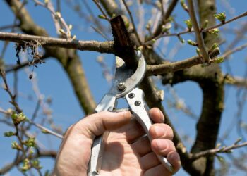 Comment tailler un jeune noyer ?