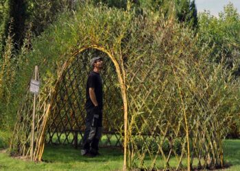 Comment traiter de l'osier ?