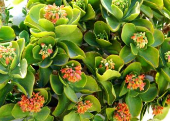 Comment trouver le nom de ma plante grasse ?