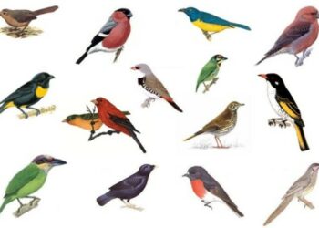 Comment trouver le nom d'un oiseau avec une photo ?