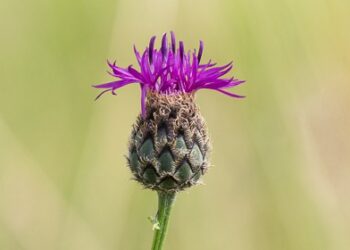 Comment trouver le nom d'une fleur des champs ?